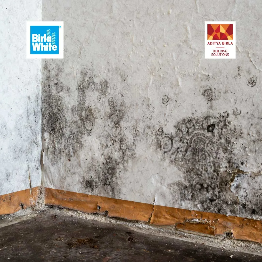 Final Internal 1 - How do you stop black fungus and mold from growing on my walls.webp